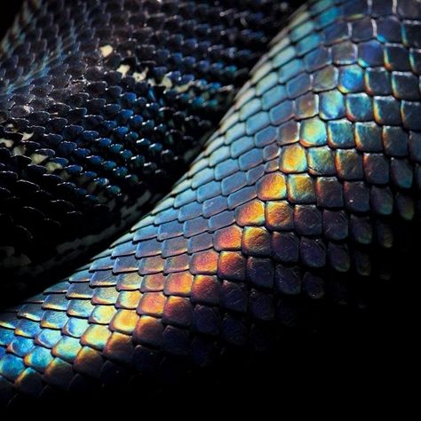 3,169 Likes, 20 Comments - Snake Lover (@snake.wild) on Instagram: “Posted by @beautifulsnakes  DoubleTap & Tag a Friend Below⤵   :   #snakers #snakelife…” Reptiles Aesthetic, Rabbit Cages, Snake Lovers, Beautiful Snakes, Reptile Snakes, Young Animal, A Snake, Reptiles And Amphibians, Cthulhu