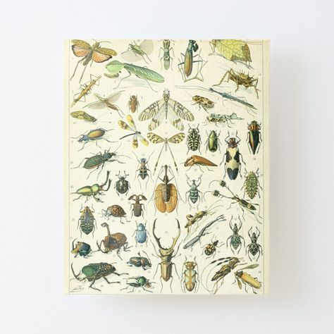 Get my art printed on awesome products. Support me at Redbubble #RBandME: https://www.redbubble.com/i/canvas-print/Vintage-French-Illustration-Mushrooms-Insectes-pour-tous-by-koovoxdogs/62680521.56DNM?asc=u Insect Poster, Entomology Art, Adolphe Millot, Pictures Of Insects, French Illustration, Biology Art, Insect Print, Nature Artwork, Insect Art