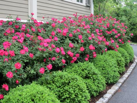 Azaleas and round shrubs, with the larger trees out and smaller potted trees, azaleas would have a better chance for needed light now. Boxwood Landscaping, Knockout Roses, Front Landscaping, Low Maintenance Landscaping, Garden Shrubs, Have Inspiration, Front Of House, House Landscape, Front Yard Landscaping Design