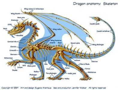 Dragon anatomy Wing Anatomy, Dragon Skeleton, Dragon Anatomy, Dragon Bones, Skeleton Anatomy, Dragon Sketch, Dragon Rider, Dragon Wings, Anatomy Drawing