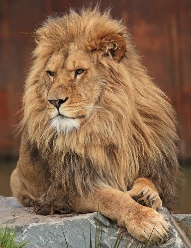 african lion Beekse bergen JN6A1034 | safi kok | Flickr Lions Tattoo, Aesthetic Animals, Tattoo Lion, Lion Tattoos, Lion Photography, Lions Photos, Lion Drawing, Beautiful Lion, Lion Love