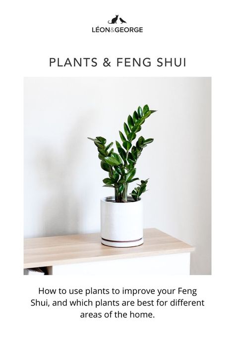 Zen Plants Indoor, Feng Shui Indoor Plants, Feng Shui Kitchen, Feng Shui Office, Plant Business, Feng Shui Living Room Decor, Feng Shui Plants, Feng Shui Energy, Feng Shui Bedroom