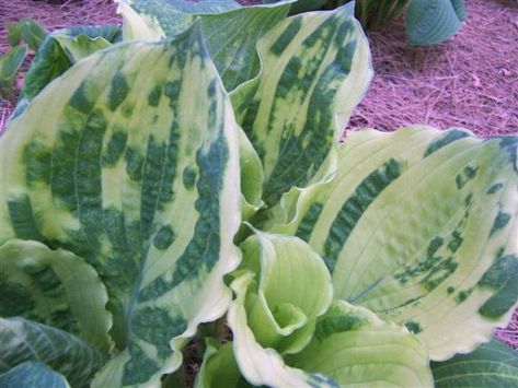 Photo Library Shade Gardening, Hosta Varieties, Hosta Gardens, Shade Gardens, Hosta Plants, Leafy Plants, Moon Garden, Sun Plants, Woodland Garden