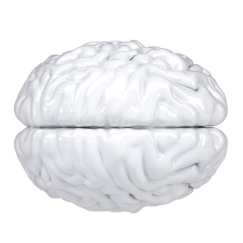 3d white human brain. View from above. Isolated render on a white background #Sponsored , #Sponsored, #sponsored, #human, #render, #background, #brain Render Background, Mind Health, View From Above, Human Brain, Background Illustration, Google Images, Image Search, Stock Illustration, Brain