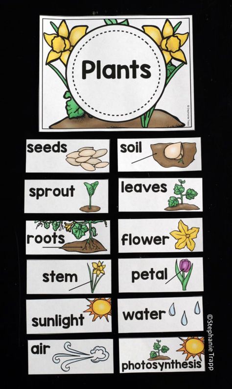 science word wall kindergarten | science word wall first grade How To Grow A Plant, Plant Words, All About Plants Preschool, Garden Study Creative Curriculum, Creative Curriculum Garden Study, Plants Grade 1, Plant Needs Kindergarten, Parts Of A Plant Kindergarten, Kindergarten Vocabulary Words