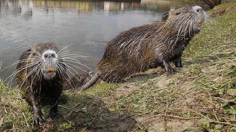 Nutria: River Rats Only a Mother Could Love https://trib.al/MyGQCXP Nutria Rat, River Rat, The Amazing Race, The Burrow, American Ninja Warrior, Animal Teeth, Dog Water Bottle, Ninja Warrior, Amazing Race