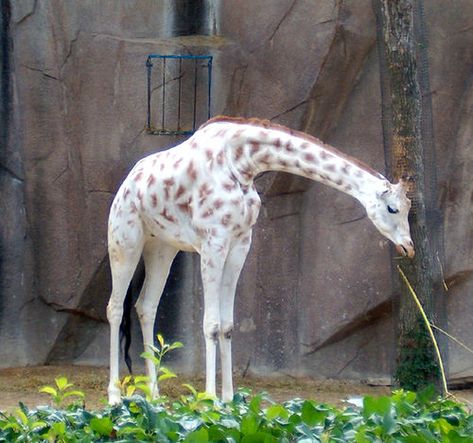 White (not albino) giraffe by windy234, via Flickr Rare Albino Animals, Albino Animals, A Giraffe, Rare Animals, Amazing Animals, Animals Of The World, Animal Planet, Animal Photo, Zebras