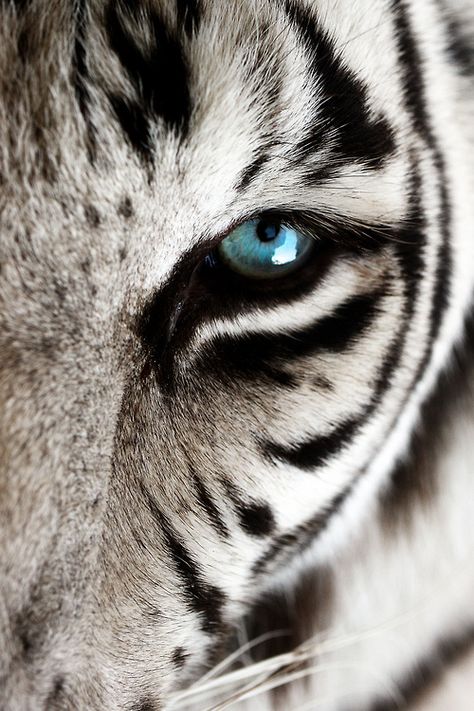 Eye of the Tiger by Erin Gardner on Flickr / amazing photography of animals / white tiger Lup Singuratic, White Tigers, Cheetahs, White Tiger, Large Cats, The Tiger, Animal Planet, Animal Photo, Beautiful Animals