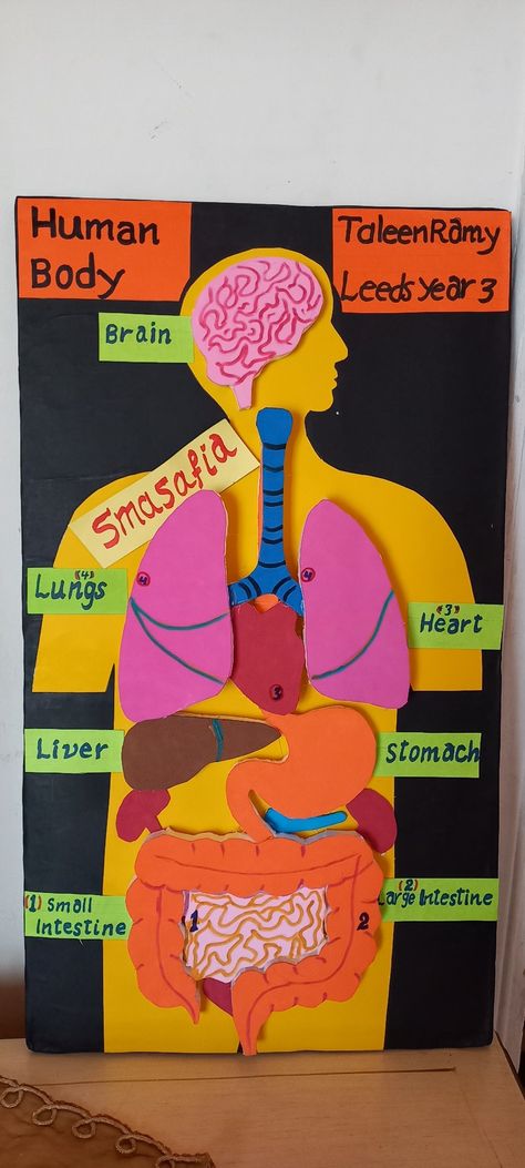 Human body project Organ System Model Project, Human Body Elementary School, Diy Human Body Model, Body Systems Anchor Chart, Human Body Model Project, Digestive System Project Ideas, Digestive System Project For Kids, Human Body Science Fair Projects, Skin Tissue Box Project Anatomy