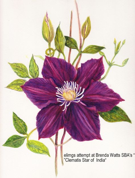 So pretty! Clematis Drawing, Red Clematis, Clematis Plants, Pressed Flower Crafts, Clematis Flower, Watercolor Flower Art, Botanical Painting, Botanical Drawings, Nature Illustration