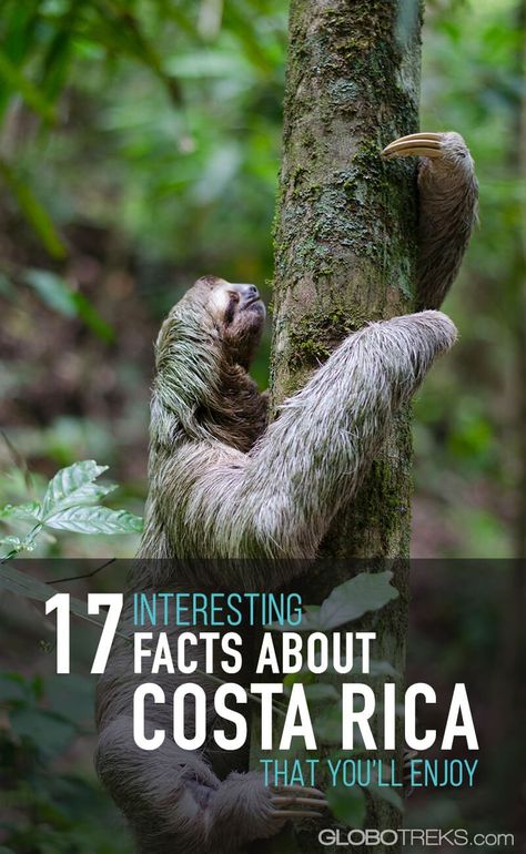 Seventeen Facts About Costa Rica That You'll Enjoy Costa Rica Animals, Costa Rica With Kids, Costa Rica Wildlife, Fortuna Costa Rica, Living In Costa Rica, Visit Costa Rica, A Sloth, Costa Rica Vacation, Puntarenas