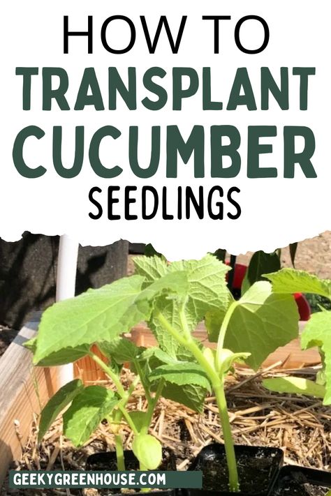 Whether you're transplanting your cucumber seedlings into the ground or transplanting your seedlings into bigger pots, these tips will help keep your plants healthy and thriving. Growing cucumbers in the garden is such a rewarding process, and transplanting your vegetable seedlings doesn't need to be complicated. Cucumber Companion Plants, Cucumber Seedlings, Leaf Mulch, Growing Seedlings, Cucumber Beetles, Seedling Pots, Cucumber Plant, Tomato Seedlings, Growing Cucumbers