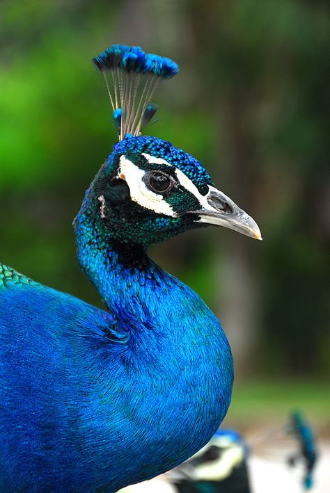 Explore jye_99 photos on Flickr. jye_99 has uploaded 585 photos to Flickr. Peacock Angel, Peacock Head, Peacock Images, Peacock Photos, Peacock Pictures, Peacock Colors, Peacock Painting, Peacock Art, Peacock Bird