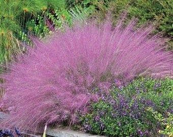 Pink Muhly, Pink Pampas, Pink Grass, Spring Hill Nursery, Perennial Grasses, Ornamental Grass, Sun Perennials, Grasses Garden, Ornamental Grasses