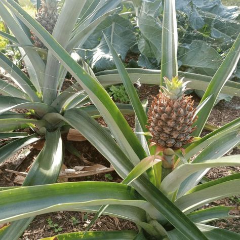 Here’s one that’s sure to stump you – pineapples don’t grow on trees. They come from huge bushes on the ground! The bushes are just as spiky as the tops of the pineapples. However, they don’t taste anywhere near as sweet. Pineapples need a hot environment, like West Africa and Latin America, to truly flourish. As weird as they look, planting them is even weirder. You just need to plant the top part of a pineapple to get another one started. But don’t get your hopes up, as these can take years to Small House Garden, Unusual Plants, Cooking Ingredients, Poppy Seeds, Unique Plants, Kidney Beans, Okra, Edamame, Planting Herbs