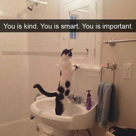 You is kind. You is smart. You is important. You Is Kind, Gatos Cool, You Are Smart, Animal Tracks, Reference Drawing, You Are Important, Animal Pics, Funny Animal Memes, Body Reference