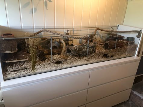 Mice Tank Setup, Naturalistic Mouse Enclosure, Natural Mouse Enclosure, Mice Cage Setup, Naturalistic Hamster Enclosure, Mice Enclosure Ideas, Mice Cage Ideas, Mouse Terrarium, Mice Enclosure