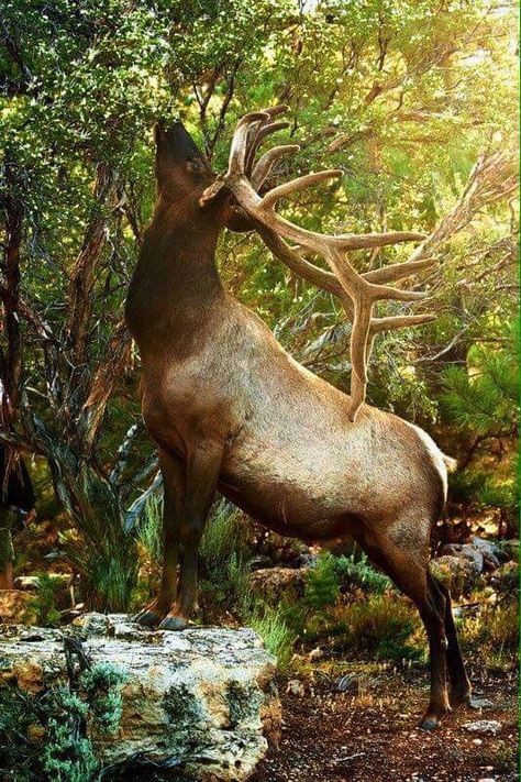 # ELK BULL Elk Pictures, Regnul Animal, Bull Elk, Deer Family, Elk Hunting, Mule Deer, Manx, Majestic Animals, Whitetail Deer