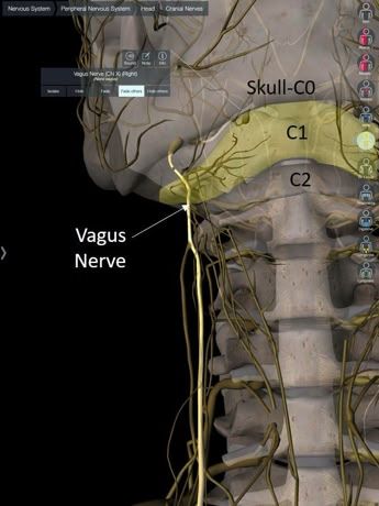 Where Is The Vagus Nerve Located, Pinched Nerve In Neck Symptoms, Vagus Nerve Stretch, Nerve Flossing Neck, Vagus Nerve Symptoms, Vagus Nerve Exercise, Vagas Nerve, Vagus Nerve Healing, Vagus Nerve Damage