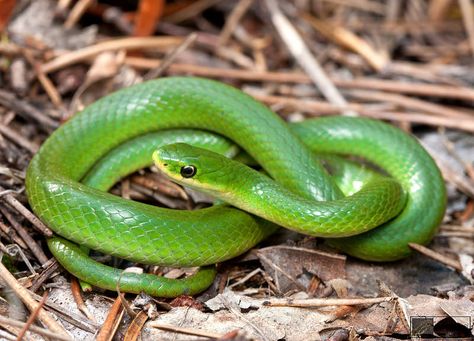 Smooth Green Snake chowder Smooth Green Snake, Green Snake Tattoo, Colubrid Snakes, Bestie Book, Snake Breeds, Snake Green, Pet Snakes, Danger Noodles, Viper Snake