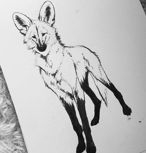 Ink Creature, Manned Wolf, Maned Wolf, Man Sketch, Canine Art, Fox Art, Animal Sketches, Wolf Art, Hyena