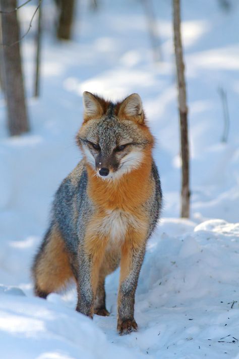 FUN GRAY FOX FACTS: These very small canids are about two feet long, plus the 12 to 15 inch long bushy tail. Description from thephotonaturalist.com. I searched for this on bing.com/images Fox Facts, Owl Hoodie, History Photography, Welcome Center, Fox Pictures, Fox Lover, Grey Fox, Forest Creatures, Owl Necklace