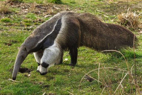 Giant anteater – The Dallas World Aquarium Getting Rid Of Skunks, Dallas World Aquarium, Giant Anteater, Amazon Rainforest, Wildlife Art, The Field, Spirit Animal, Ants, Animal Kingdom