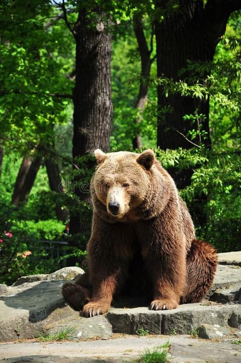 Grizzly Bear Sitting, Bear Zoo, Bear Sitting, Bear Photos, We Bear, Animal Pics, On The Rocks, Grizzly Bear, The Zoo