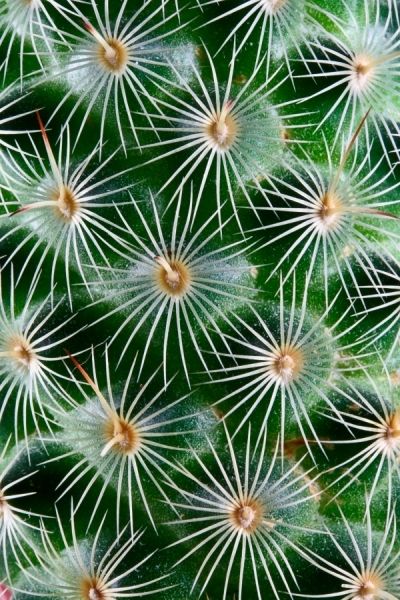 Cactus Photography, Making Plant Pots, Cactus Planta, Poster Photo, Cactus Art, Agaves, Cactus Y Suculentas, Flowers Wallpaper, Cactus Garden