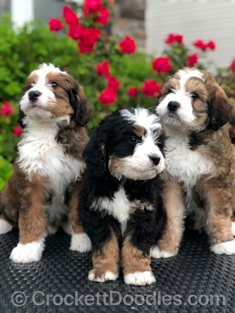 Bernedoodles and mini Bernedoodle Crockett Doodles, Animals Adorable, Bernedoodle Puppy, Doodle Puppy, Doodle Dog, Animals Funny, Cutest Animals, Pretty Dogs, Teacup Puppies