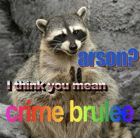 crime brulee | sneaky trash panda Trash Panda Funny, Racoon Funny, Trash Pandas, Raccoon Funny, Strap Dresses, Trash Panda, Silly Animals, Racoon, Funny Animal Memes