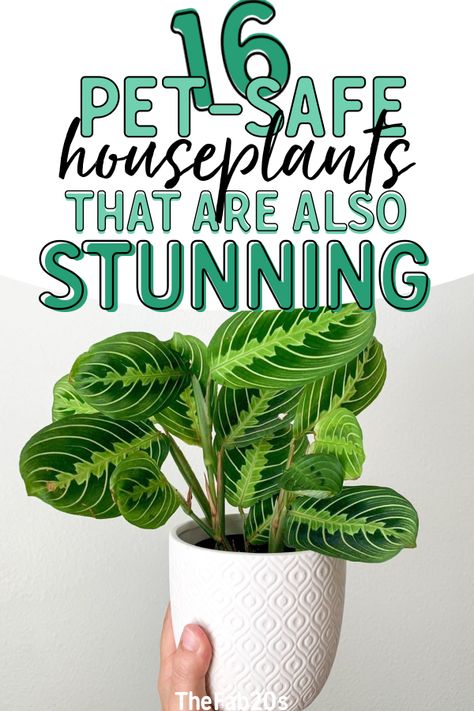 What are the best pet-safe houseplants?! These gorgeous plants are decorative and completely safe for cats and dogs! Dog and Cat safe plants that you don’t have to worry about whatsoever! Find your favorite pet friendly house plants #houseplants #petsafehouseplant Best Pet Safe House Plants, House Plants Safe For Dogs, Best House Plants For Pets, Cat Proof House Plants, Catproof House Plants, Dog Friendly House Plants, Dog Safe House Plants, Low Light Pet Safe House Plants, Air Purifying House Plants Pet Safe