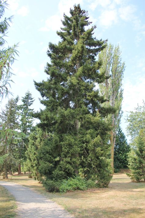 https://flic.kr/p/26GMTdE | Picea orientalis-03 | University of Washington Botanical Gardens, Seattle, Wa. Picea Orientalis, Woodland Garden, University Of Washington, Botanical Gardens, Seattle, Washington, University, Trees, Plants