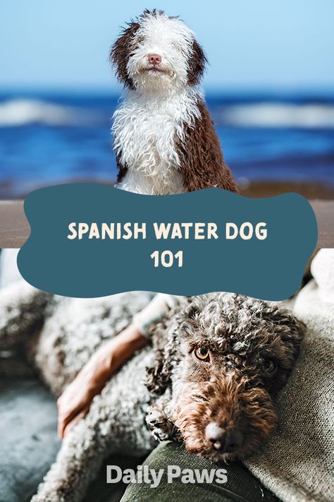 Spanish Water Dog Puppy, Water Dogs Breeds, Dog 101, Spanish Water Dog, Best Cat Breeds, Kitten Breeds, Dog Club, Pet Breeds, Dog Sketch