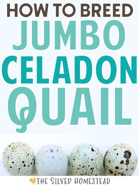 picture of a row of blue and brown speckled jumbo celadon quail eggs with text that reads breed jumbo celadon coturnix quail Coturnix Quail, Quail Coop, Backyard Coop, Raising Quail, Egg Pictures, Easter Eggers, Backyard Poultry, Blue Eggs, Quail Eggs