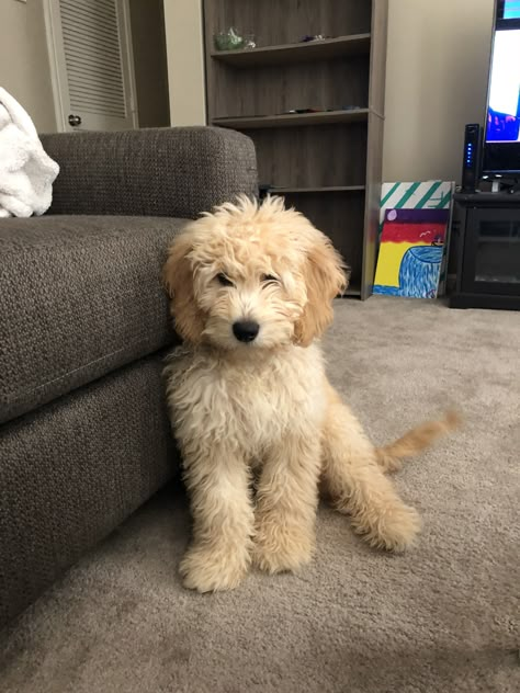 Goldendoodle Golden Labradoodle Puppy, Red Goldendoodle Full Grown, Teacup Goldendoodle Full Grown, Golden Doodle Full Grown, Mini Golden Doodle Full Grown, Mini Goldendoodle Full Grown, Goldendoodle Full Grown, Poodle Puppy Training, Teacup Goldendoodle