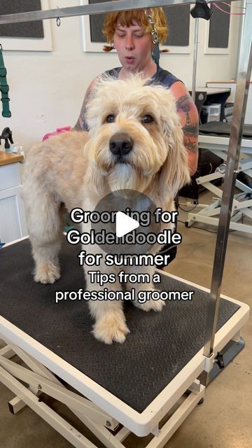 Vito & Luca on Instagram: "Luca’s Summer Haircut 🐾

These are the tips I’ve used to groom Luca:

• 3/4 inch on body, 1 - 1/2 inches on legs
• fade the body into the legs
• round the paws
• fade the top of the head into the ears
• trim sides of the face shorter and blend in towards the neck
• round muzzle (if they have a beard, trim it up and fade into the neck)
• trim ears
• use scissors to trim the eyes - DO NOT shave or carve out the eyes, instead make inverted “V” in between the eyes
• leave lashes long
• keep tail long
• shave down sanitary areas (private areas, bottom, undercarriage)

Use a brush to remove excess hair in between using the clippers. Clean out the clippers if the hair gets caught.

#dog #goldendoodle #doggrooming" Goldendoodle Face Trim, Long Doodle Haircut, Straight Haired Goldendoodle, Doodles Haircut, Doodle Summer Haircut, Golden Doodle Summer Haircut, Mini Golden Doodle Haircut, Goldendoodle Summer Haircut, Shaved Goldendoodle