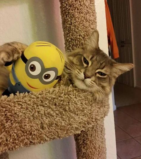 Minion and cat. Two of life's sweetest creatures! Swag Pictures, Minion Mayhem, Girl Minion, Minions Bob, Comic Tattoo, Cat M, Cute Minions, Cat Cleaning, Disney World Food