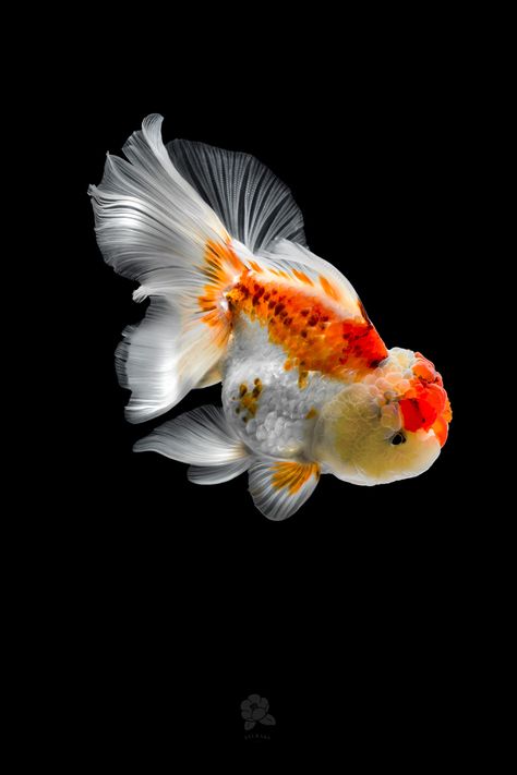 GOLDFiSH on Behance Lion Head Goldfish, Goldfish Species, Black Goldfish, Oranda Goldfish, Bawah Air, Cool Tech Gifts, Fish Breeding, Golden Fish, Fish Wallpaper