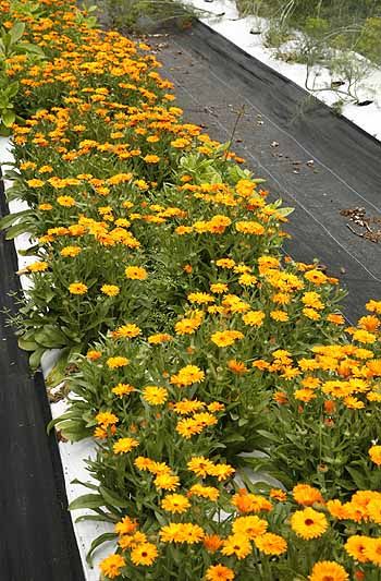 Pot Marigold Calendula officinalis Calendula In Pots, Pot Marigold, Deadheading, Calendula Officinalis, Marigold Flower, Cottage Gardens, Favorite Flowers, Eye Health, Flower Seeds