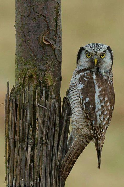 ♡ Hawk Owl, Awesome Owls, Nocturnal Birds, Owl Photos, Owl Eyes, Hoot Owl, Owl Pictures, Beautiful Owl, Owl Bird