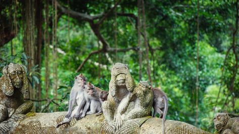 Ubud Monkey Forest - Park Review | Condé Nast Traveler Travel Language, Bali Surf, Island Holidays, Uluwatu Temple, Bali Honeymoon, Things To Do In Bali, Monkey Forest, Invisible Cities, Bali Lombok