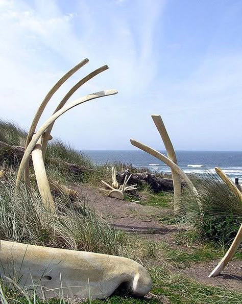 whale bone sculpture Bone Sculpture, Newport Oregon, Animal Skeletons, Vulture Culture, Hakone, Animal Bones, Go Crazy, Skull And Bones, Land Art