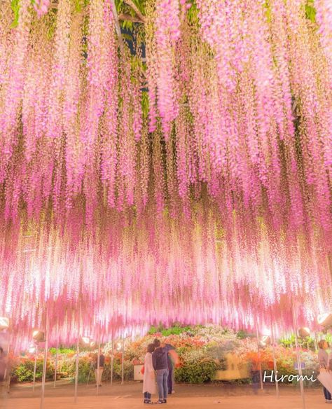 Ashikaga Flower Park - Japan 💖💖🌸🌸 . Pic by ✨@hiromitravel✨ #bestplacestogo for a feature 💖 Beautiful Places Photography, Japan Places To Visit, Crystals Rose Quartz, Flower Park, Elegant Photography, Japan Places, Best Place To Travel, Places Photography, Japan Holidays