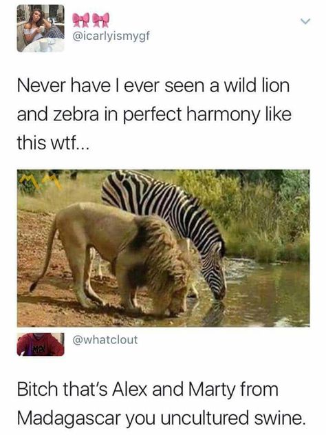 Uncultured Swine, Funny Animal Jokes, Fresh Memes, Funny Animal Memes, Animal Jokes, Disney Funny, Really Funny Memes, An Animal, Animal Memes