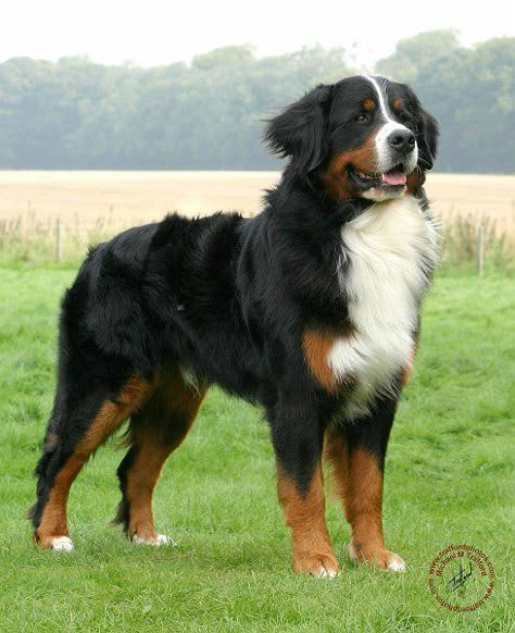 Bernese Mountain Dog (Bernies) also known as Berner Sennenhund, this dog is a giant bundle of happiness wrapped up in fuzzy Awesome. Also, their an… | Pinteres… Mountain Dog Breeds, Burmese Mountain Dogs, 강아지 그림, Mountain Dog, Bernese Mountain, Doberman Pinscher, Bernese Mountain Dog, Mountain Dogs, Welsh Corgi