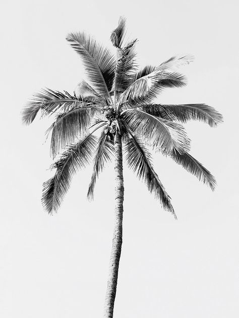 We print Palm Tree BW by Sisi & Seb on a bright white canvas using a printing process that covers the entirety of the canvas to ensure the most accurate depiction of the artist’s original work. Expert crafters strive to make each canvas art print the unique masterpiece your home deserves. Our framed wall art is hand-crafted and made to order to give a high quality and professional appearance. Each canvas print has preinstalled D-rings attached to the back of the product to make hanging your new Palm Tree Florida, Pulse Tattoo, Beachy Tattoos, Palm Tattoos, Trippy Designs, Palm Tree Tattoo, Professional Appearance, Winter Wallpaper, Palm Tree Print