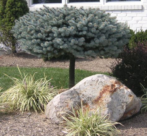 A grafted ornamental spruce with attractive blue foliage that it maintains all year long. It enjoys sunny, well drained sites and makes a beautiful landscape focal point. It is slow growing and easy to maintain as a standard. Blue Spruce, Front Lawn, Patio Landscaping, Leaf Coloring, Companion Planting, Garden Planning, Backyard Landscaping, Beautiful Landscapes, Lawn