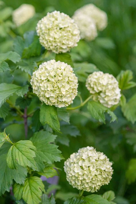 Snowball bush viburnum (Viburnum x carlcephalum) produces white flower globes in spring, colorful leaves in fall, and berries that persist into winter. #flowergardenlayout #gardeningadvice #houseplanthacks #howtogrow #indoorflowers #plantparenttips #thespruce Snowball Viburnum Bush, Snowball Viburnum Landscape, Chinese Snowball Viburnum, Snowball Bushes, Viburnum Snowball, Bush With White Flowers, Snowball Bush, Snowball Hydrangea, Snowball Viburnum