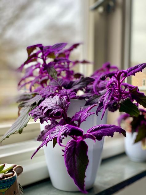 Purple Velvet Plant, Goth House Plants, Purple Plant Aesthetic, Purple Plants Indoor, Purple House Plants, Gynura Plant, Gynura Aurantiaca, Inside Gardening, Velvet Plant